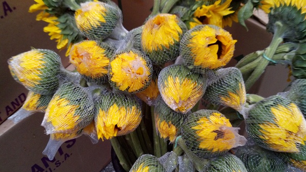 Sunflowers, New York City