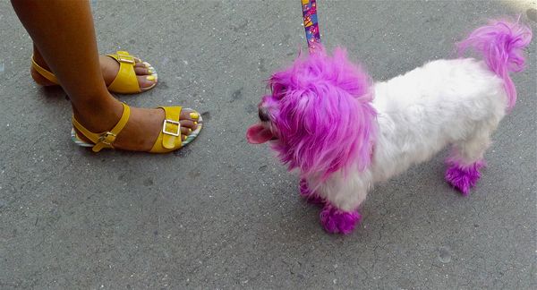 Pink poodle on West 57th Street, NYC