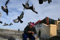 Pigeon handler, Adler, Russia
