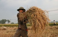 Rice farmer, Vietnam