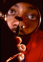 Roach Scientist, Florida