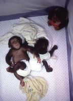 Primate Laboratory, New York